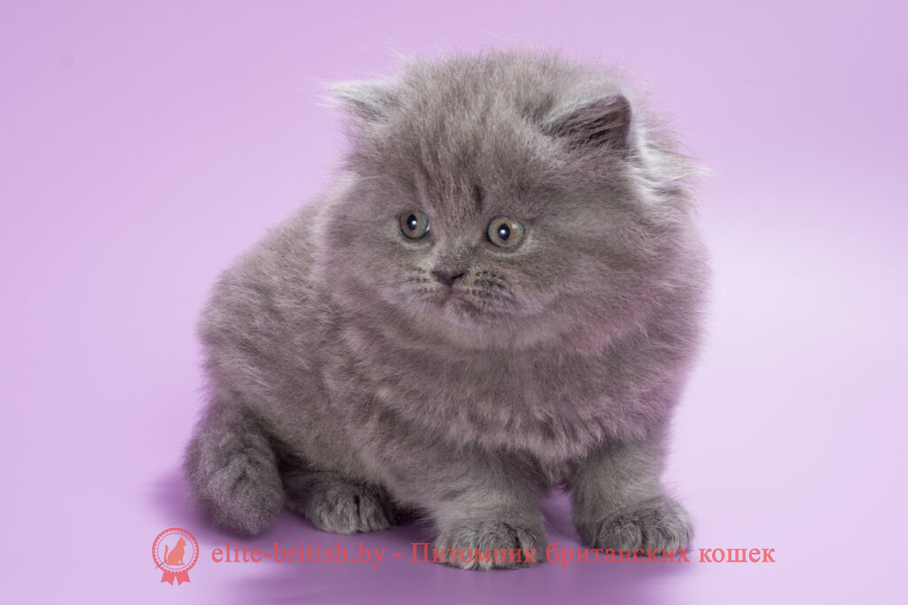 Британский длинношерстный котенок голубого окраса, девочка Ellie (Элли), помет от 10.05.2025 купить британского котенка, купить британца, британец голубой фото, голубые британцы фото, британский кошки голубой, британская голубая кошка, британская голубая кошка фото, британской голубой кошки фото, кот британский голубой, коты британские голубые, голубые британские котята фото, британский голубой котенок фото, британский голубой кот фото, фото британского голубого кота, окрас британских котят голубой фото, британские котята голубого окраса фото, британцы коты фото голубые
