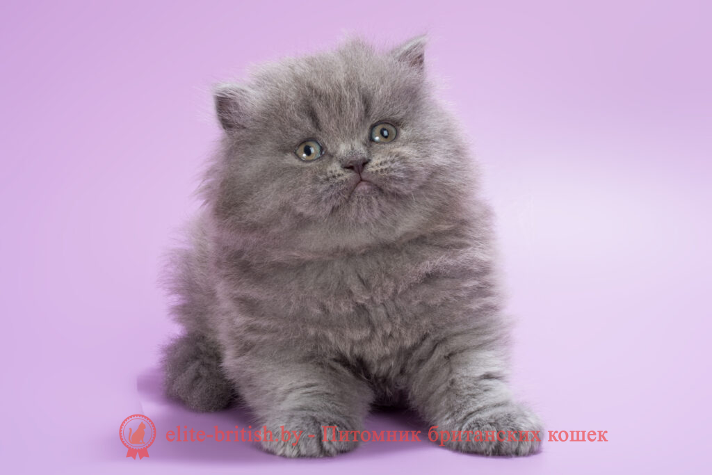 Британский длинношерстный котенок голубого окраса, девочка Ellie (Элли), помет от 10.05.2025 купить британского котенка, купить британца, британец голубой фото, голубые британцы фото, британский кошки голубой, британская голубая кошка, британская голубая кошка фото, британской голубой кошки фото, кот британский голубой, коты британские голубые, голубые британские котята фото, британский голубой котенок фото, британский голубой кот фото, фото британского голубого кота, окрас британских котят голубой фото, британские котята голубого окраса фото, британцы коты фото голубые