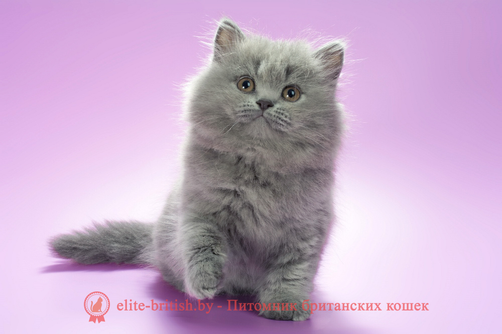 Британский длинношерстный котенок голубого окраса, девочка Esme (Эсми), помет от 10.05.2025 купить британского котенка, купить британца, британец голубой фото, голубые британцы фото, британский кошки голубой, британская голубая кошка, британская голубая кошка фото, британской голубой кошки фото, кот британский голубой, коты британские голубые, голубые британские котята фото, британский голубой котенок фото, британский голубой кот фото, фото британского голубого кота, окрас британских котят голубой фото, британские котята голубого окраса фото, британцы коты фото голубые
