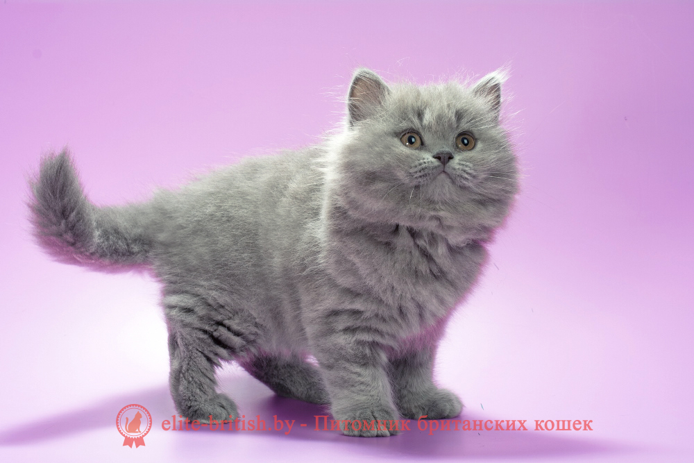 Британский длинношерстный котенок голубого окраса, девочка Esme (Эсми), помет от 10.05.2025 купить британского котенка, купить британца, британец голубой фото, голубые британцы фото, британский кошки голубой, британская голубая кошка, британская голубая кошка фото, британской голубой кошки фото, кот британский голубой, коты британские голубые, голубые британские котята фото, британский голубой котенок фото, британский голубой кот фото, фото британского голубого кота, окрас британских котят голубой фото, британские котята голубого окраса фото, британцы коты фото голубые