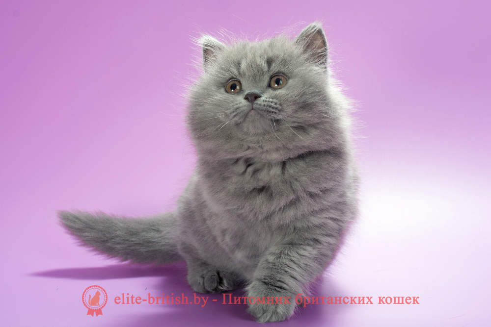 Британский длинношерстный котенок голубого окраса, девочка Esme (Эсми), помет от 10.05.2025 купить британского котенка, купить британца, британец голубой фото, голубые британцы фото, британский кошки голубой, британская голубая кошка, британская голубая кошка фото, британской голубой кошки фото, кот британский голубой, коты британские голубые, голубые британские котята фото, британский голубой котенок фото, британский голубой кот фото, фото британского голубого кота, окрас британских котят голубой фото, британские котята голубого окраса фото, британцы коты фото голубые