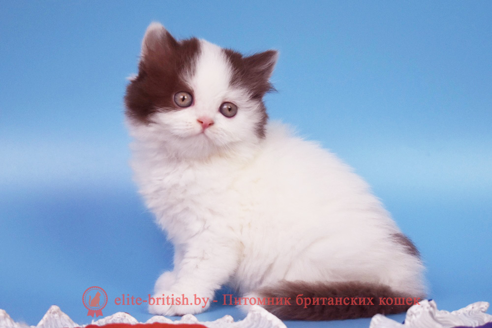 Британский котенок шоколадный ван окраса, девочка Pepa (Пепа), помет от 28.05.2025 длинношерстный шоколадный биколор британская кошка, длинношерстный кот британский шоколадный биколор, длинношерстный британский котенок шоколадный биколор , шоколадный ван британец, шоколадный биколор британец длинношерстный , британские котята шоколадный фото, британцы шоколадный фото, шоколадный британская кошка, кот британский шоколадный арелекин, длинношерстный британский котенок , шоколадный арелекин британец, британец, британские котята фото