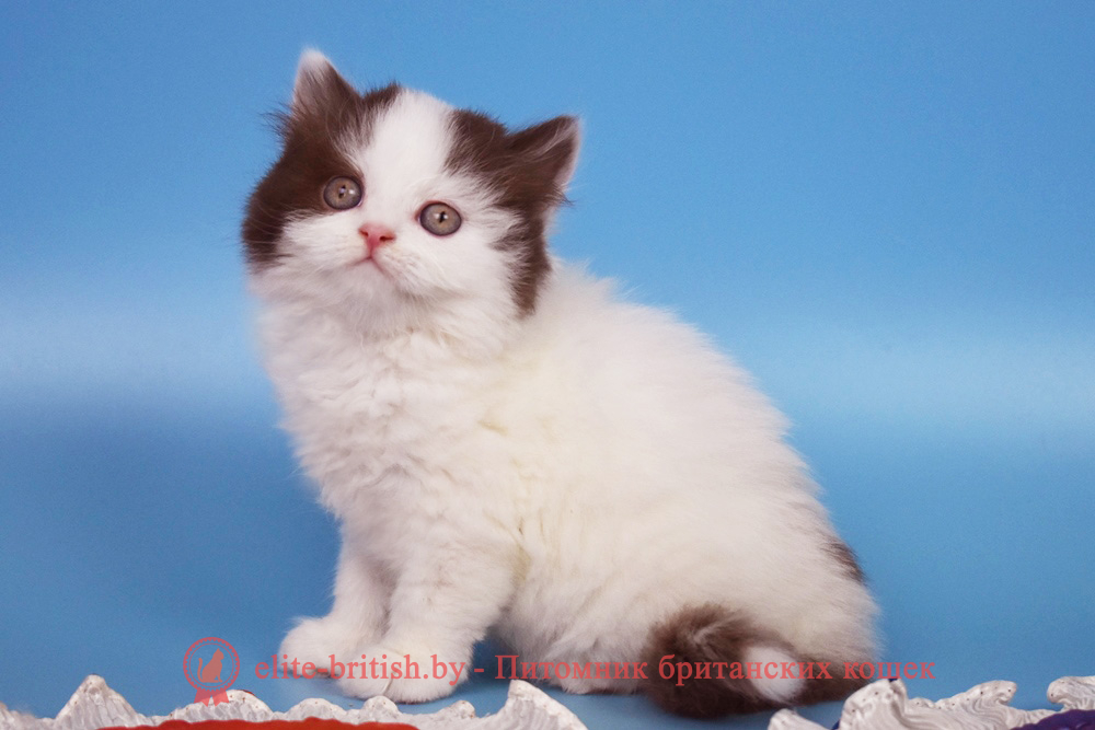 Британский котенок шоколадный ван окраса, девочка Pepa (Пепа), помет от 28.05.2025 длинношерстный шоколадный биколор британская кошка, длинношерстный кот британский шоколадный биколор, длинношерстный британский котенок шоколадный биколор , шоколадный ван британец, шоколадный биколор британец длинношерстный , британские котята шоколадный фото, британцы шоколадный фото, шоколадный британская кошка, кот британский шоколадный арелекин, длинношерстный британский котенок , шоколадный арелекин британец, британец, британские котята фото
