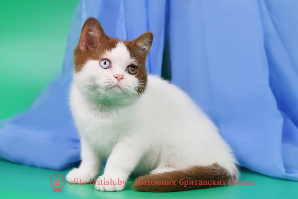 Британский котенок циннамон арлекин окраса, мальчик Kai (Кай), помет от 2.04.2025 разноглазый котенок, британец с разыми глазами, циннамон биколор британская кошка, кот британский циннамон биколор, британский котенок циннамон биколор , шоколадный ван британец, циннамон биколор британец, британские котята циннамон фото, британцы циннамон фото, циннамон британская кошка, кот британский циннамон арелекин, британский котенок , циннамон арелекин британец