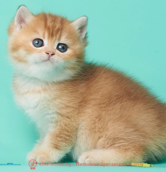купить британского котенка, купить британца, золотой британский кот, золотые британцы фото, золотой британец, британская кошка золотая шиншилла,  британский кот шиншилла золотая, золотой тикированный британец, британец золотая шиншилла, британец золотистый,  котята британские окрас золотая шиншилла, британская кошка золотая шиншилла фото, британец окрас золотая шиншилла фото, британский золотой котенок, длинношерстная британская золотая кошка, британские котята золотая шиншилла, британский золотистый кот, кот золотой британец , британцы окрас золотой, британцы окрас золотая шиншилла, котята британцы золотая шиншилла, золотистые британские котята, британские котята золотого окраса, британцы золотая шиншилла фото, золотой окрас британских кошек, британцы золотого окраса, британские котята золотого окраса, британец окрас золотая шиншилла, британские котята окраса золотая шиншилла,  британская короткошерстная окраса золото