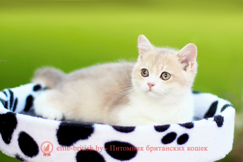 Британский котенок золотая шиншилла - лиловое золото окрас, мальчик Jonny (Джонни), помет от 21.04.2025 купить британского котенка лиловое золото, купить британца лиловое золото, лиловый золотой британский кот, шиншиллы золотые лиловые британцы фото, золотой тикированный британец, британская кошка золотая шиншилла тикированная, британский кот шиншилла золотая, золотой тикированный британец, британец золотая шиншилла, британец золотистый, котята британские окрас золотая шиншилла, британская кошка золотая шиншилла фото, британец окрас золотая шиншилла фото, британский золотой котенок, британская золотая кошка, британские котята золотая шиншилла, британский золотистый кот, кот золотой британец, британцы окрас золотой