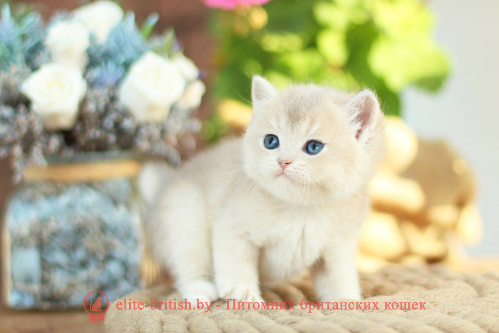 Британские котята золотая шиншилла - окраса голубое золото, девочка Maryana (Марьяна), помет от 18.06.2025 купить британского котенка лиловое золото, купить британца лиловое золото, лиловый золотой британский кот, шиншиллы золотые лиловые британцы фото, золотой тикированный британец, британская кошка золотая шиншилла тикированная, британский кот шиншилла золотая, золотой тикированный британец, британец золотая шиншилла, британец золотистый, котята британские окрас золотая шиншилла, британская кошка золотая шиншилла фото, британец окрас золотая шиншилла фото, британский золотой котенок, британская золотая кошка, британские котята золотая шиншилла, британский золотистый кот, кот золотой британец, британцы окрас золотой