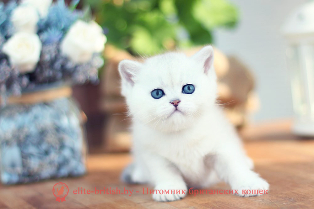 Британские котята серебристая шиншилла, мальчик Neil (Нил), помет от 21.06.2025 британский кот серебристый, серебристый британец фото, серебристые британцы, британские серебристые котята, затушеванный британец, серебристый затушеванный британец, кошки британские серебристые, британская короткошерстная окраса серебро, британцы серебристая шиншилла, котята британские серебристые шиншиллы, британский кот серебристая шиншилла, британские кошки серебристая шиншилла, британская окрас серебристая шиншилла, затушеванный британец, серебристый затушеванный британец, кошки британские серебристые, британская короткошерстная окраса серебро, британская кошка тикированная, тикированный британец