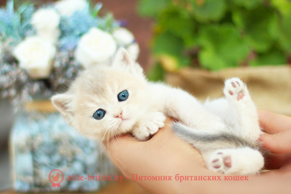 Британские котята золотая шиншилла - окраса голубое золото, девочка Maryana (Марьяна), помет от 18.06.2025 <b>ЦЕНА:<span style="color: #ff0000; font-size: 18pt;"> 350$</span></b>