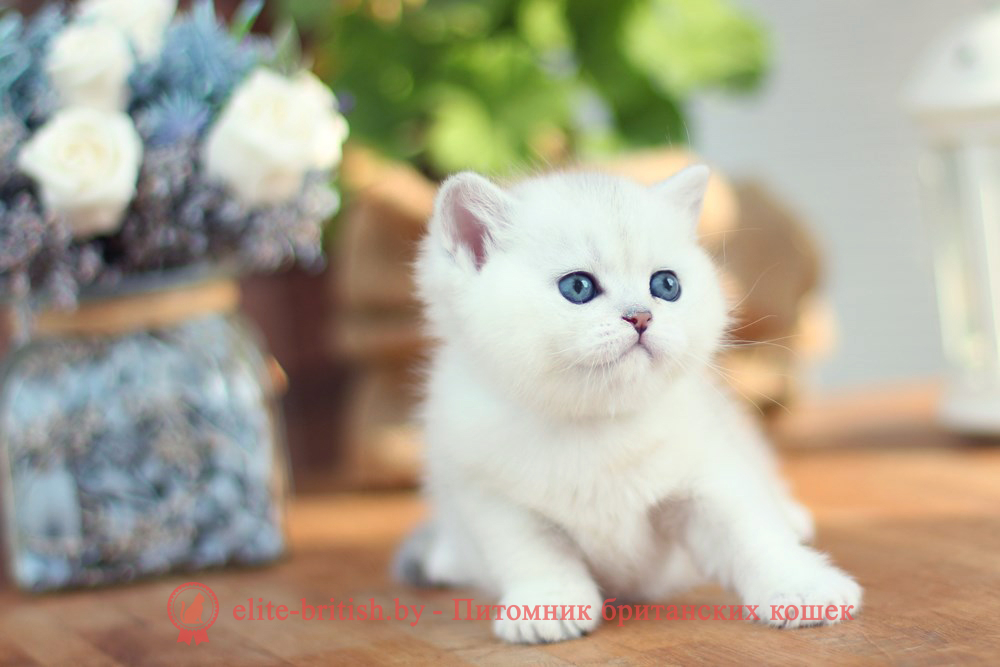 Британские котята серебристая шиншилла, мальчик Neil (Нил), помет от 21.06.2025 британский кот серебристый, серебристый британец фото, серебристые британцы, британские серебристые котята, затушеванный британец, серебристый затушеванный британец, кошки британские серебристые, британская короткошерстная окраса серебро, британцы серебристая шиншилла, котята британские серебристые шиншиллы, британский кот серебристая шиншилла, британские кошки серебристая шиншилла, британская окрас серебристая шиншилла, затушеванный британец, серебристый затушеванный британец, кошки британские серебристые, британская короткошерстная окраса серебро, британская кошка тикированная, тикированный британец