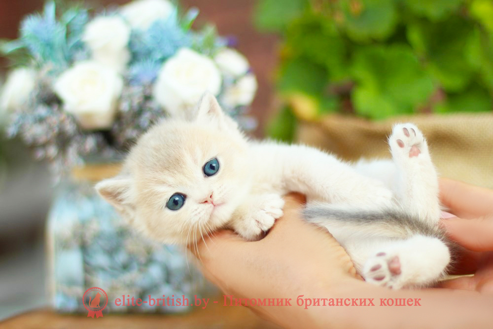 Британские котята золотая шиншилла - окраса голубое золото, девочка Maryana (Марьяна), помет от 18.06.2025 <b>ЦЕНА:<span style="color: #ff0000; font-size: 18pt;"> 350$</span></b>
