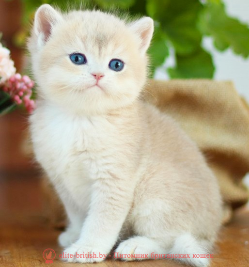 купить британского котенка, купить британца, золотой британский кот, золотые британцы фото, золотой британец, британская кошка золотая шиншилла,  британский кот шиншилла золотая, британский котенок голубое золото, британец голубой золотой, купить британского котенка, купить британца, золотой британский кот, золотые британцы фото, золотой британец, британская кошка золотая шиншилла, британский кот шиншилла золотая, золотой тикированный британец, британец золотая шиншилла, британец золотистый, котята британские окрас золотая шиншилла, британская кошка золотая шиншилла фото, британец окрас золотая шиншилла фото, британский золотой котенок, британская золотая кошка, британские котята золотая шиншилла, британский золотистый кот, кот золотой британец, британцы окрас золотой, британцы окрас золотая шиншилла, котята британцы золотая шиншилла, золотистые британские котята, британские котята золотого окраса, британцы золотая шиншилла фото, золотой окрас британских кошек, британцы золотого окраса, британские котята золотого окраса, британец окрас золотая шиншилла, британские котята окраса золотая шиншилла, питомник британских кошек золотых окрасов, британец окрас золотая шиншилла фото, затушеванный британец, серебристый затушеванный британец, кошки британские серебристые, британская короткошерстная окраса серебро, золотой тикированный британец, британская кошка тикированная, тикированный британец