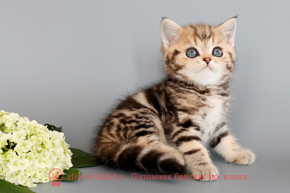 Британский котенок черный мраморный окраса, мальчик Nils (Нильс), помет от 28.05.2025 Британские котята черного мраморного окраса, мальчик Deffer (Деффер), помет от 12.05.2025
