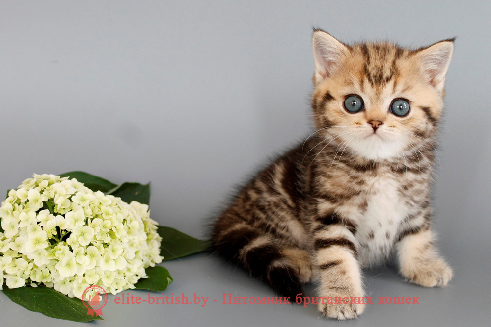 Британский котенок черный мраморный окраса, мальчик Nils (Нильс), помет от 28.05.2025 Британские котята черного мраморного окраса, мальчик Deffer (Деффер), помет от 12.05.2025