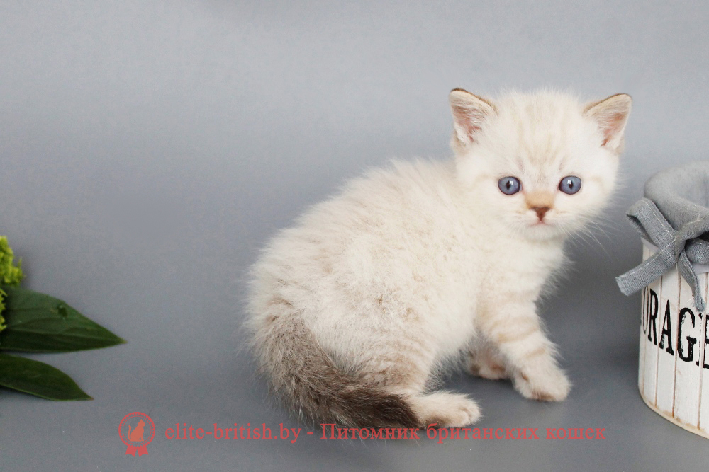 Британский котенок, шоколадный табби пойнт окрас, мальчик Rufus (Руфус), помет от 19.06.2025 Британский котенок черный табби пойнт с голубыми глазами , британский пойнт кот, британская короткошерстная колор пойнт, британская кошка колор пойнт, британские коты колор пойнт, британский кот колор пойнт с голубыми глазами, кот колор пойнт британский фото, британская кошка колор пойнт фото, купить котенка британца окрас колор пойнт, британский котенок колор пойнт, британская кошка окраса поинт, британская короткошерстная колор шоколадный пойнт, колор поинт окрас у кошек британской, британские котята колор шоколадный пойнт продажа севастополь, британские котята поинт, британский кот поинт колор, британская кошка шоколадный поинт, британская кошка поинт колор, кот британец колор шоколадный пойнт, британская кошка окраса колор пойнт, котята британские окраса колор шоколадный пойнт, британская кошка окрас шоколадный пойнт, британская кошка пойнт, британские котята пойнт, британский кот поинт