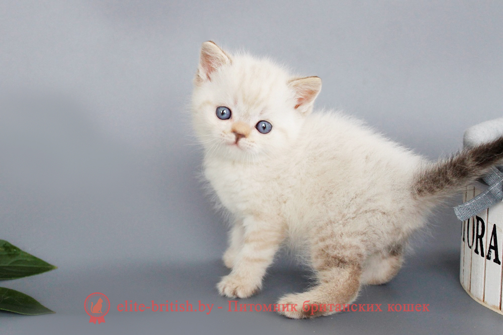 Британский котенок, шоколадный табби пойнт окрас, мальчик Rufus (Руфус), помет от 19.06.2025 Британский котенок черный табби пойнт с голубыми глазами , британский пойнт кот, британская короткошерстная колор пойнт, британская кошка колор пойнт, британские коты колор пойнт, британский кот колор пойнт с голубыми глазами, кот колор пойнт британский фото, британская кошка колор пойнт фото, купить котенка британца окрас колор пойнт, британский котенок колор пойнт, британская кошка окраса поинт, британская короткошерстная колор шоколадный пойнт, колор поинт окрас у кошек британской, британские котята колор шоколадный пойнт продажа севастополь, британские котята поинт, британский кот поинт колор, британская кошка шоколадный поинт, британская кошка поинт колор, кот британец колор шоколадный пойнт, британская кошка окраса колор пойнт, котята британские окраса колор шоколадный пойнт, британская кошка окрас шоколадный пойнт, британская кошка пойнт, британские котята пойнт, британский кот поинт