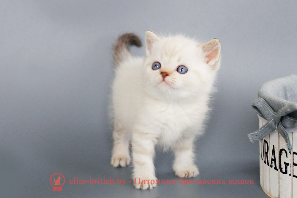 Британский котенок, шоколадный табби пойнт окрас, мальчик Rufus (Руфус), помет от 19.06.2025 Британский котенок черный табби пойнт с голубыми глазами , британский пойнт кот, британская короткошерстная колор пойнт, британская кошка колор пойнт, британские коты колор пойнт, британский кот колор пойнт с голубыми глазами, кот колор пойнт британский фото, британская кошка колор пойнт фото, купить котенка британца окрас колор пойнт, британский котенок колор пойнт, британская кошка окраса поинт, британская короткошерстная колор шоколадный пойнт, колор поинт окрас у кошек британской, британские котята колор шоколадный пойнт продажа севастополь, британские котята поинт, британский кот поинт колор, британская кошка шоколадный поинт, британская кошка поинт колор, кот британец колор шоколадный пойнт, британская кошка окраса колор пойнт, котята британские окраса колор шоколадный пойнт, британская кошка окрас шоколадный пойнт, британская кошка пойнт, британские котята пойнт, британский кот поинт