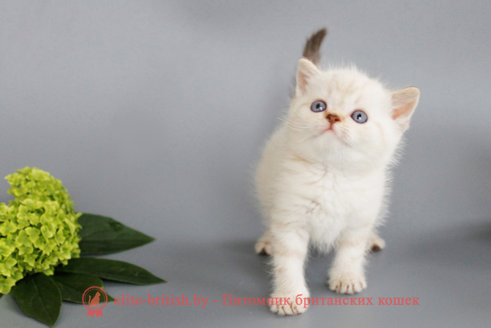 Британский котенок, шоколадный табби пойнт окрас, мальчик Rufus (Руфус), помет от 19.06.2025 Британский котенок черный табби пойнт с голубыми глазами , британский пойнт кот, британская короткошерстная колор пойнт, британская кошка колор пойнт, британские коты колор пойнт, британский кот колор пойнт с голубыми глазами, кот колор пойнт британский фото, британская кошка колор пойнт фото, купить котенка британца окрас колор пойнт, британский котенок колор пойнт, британская кошка окраса поинт, британская короткошерстная колор шоколадный пойнт, колор поинт окрас у кошек британской, британские котята колор шоколадный пойнт продажа севастополь, британские котята поинт, британский кот поинт колор, британская кошка шоколадный поинт, британская кошка поинт колор, кот британец колор шоколадный пойнт, британская кошка окраса колор пойнт, котята британские окраса колор шоколадный пойнт, британская кошка окрас шоколадный пойнт, британская кошка пойнт, британские котята пойнт, британский кот поинт