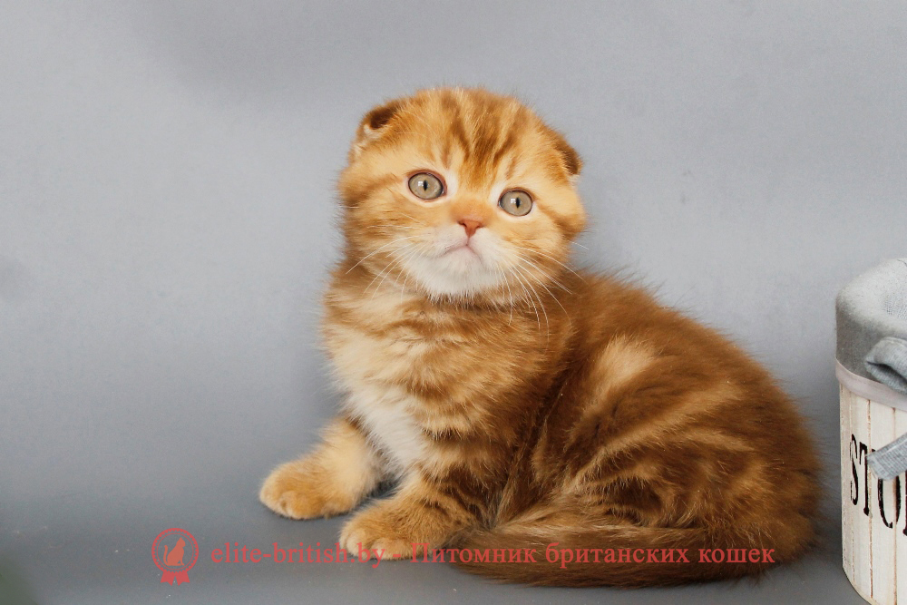 Шотландские вислоухие котята циннамон мраморного окраса, мальчик Olaf (Олаф), помет от 5.06.2025 вислоухий циннамон кот мраморный, мраморный циннамон вислоухий шотландский, мраморный окрас шотландских котят циннамон, вислоухий шотландский кот циннамон мраморного окраса, мраморный окрас шотландской кошки, вислоухий циннамон шотландский мраморного окраса, котята шотландцы мраморный окрас, мраморный окрас скоттиш фолд котят, вислоухий мраморный фолд