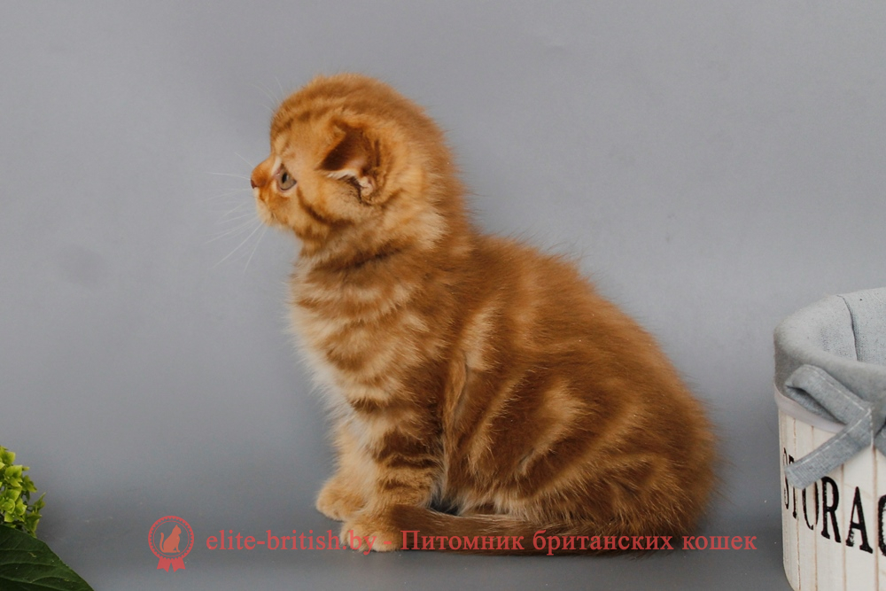 Шотландские вислоухие котята циннамон мраморного окраса, мальчик Olaf (Олаф), помет от 5.06.2025 вислоухий циннамон кот мраморный, мраморный циннамон вислоухий шотландский, мраморный окрас шотландских котят циннамон, вислоухий шотландский кот циннамон мраморного окраса, мраморный окрас шотландской кошки, вислоухий циннамон шотландский мраморного окраса, котята шотландцы мраморный окрас, мраморный окрас скоттиш фолд котят, вислоухий мраморный фолд