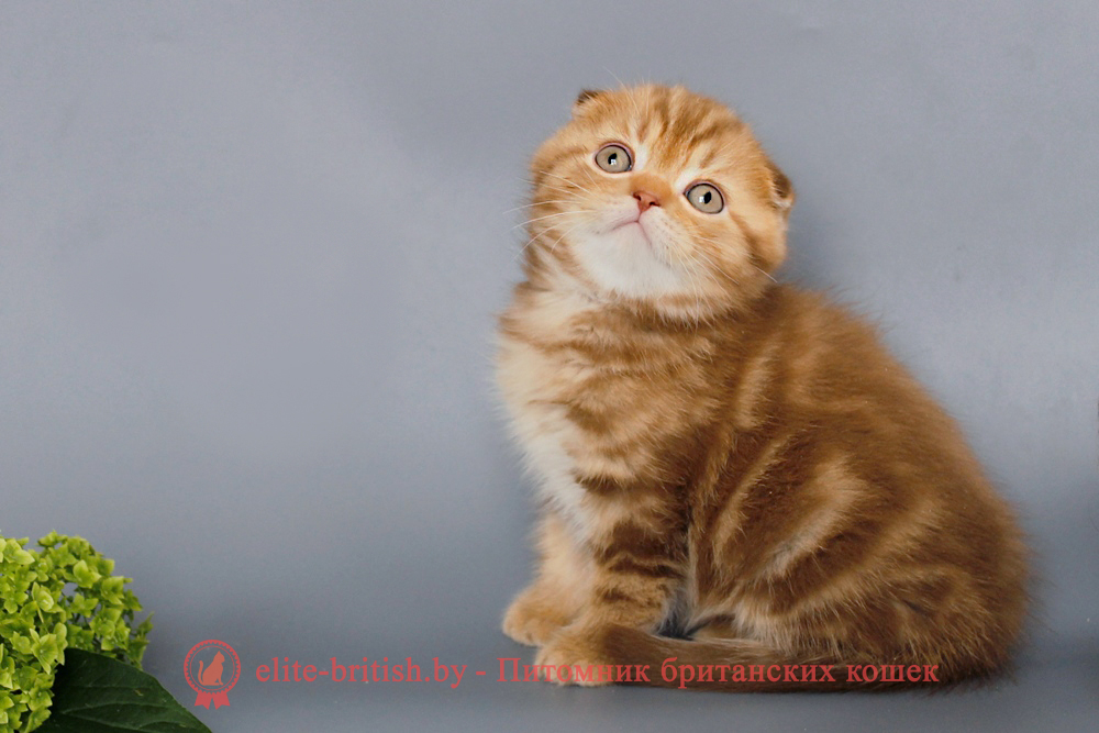 Шотландские вислоухие котята циннамон мраморного окраса, мальчик Olaf (Олаф), помет от 5.06.2025 вислоухий циннамон кот мраморный, мраморный циннамон вислоухий шотландский, мраморный окрас шотландских котят циннамон, вислоухий шотландский кот циннамон мраморного окраса, мраморный окрас шотландской кошки, вислоухий циннамон шотландский мраморного окраса, котята шотландцы мраморный окрас, мраморный окрас скоттиш фолд котят, вислоухий мраморный фолд