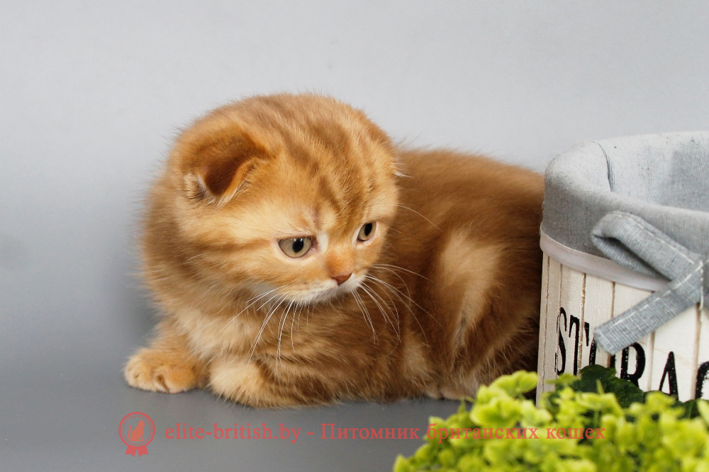 Шотландские вислоухие котята циннамон мраморного окраса, мальчик Olaf (Олаф), помет от 5.06.2025 вислоухий циннамон кот мраморный, мраморный циннамон вислоухий шотландский, мраморный окрас шотландских котят циннамон, вислоухий шотландский кот циннамон мраморного окраса, мраморный окрас шотландской кошки, вислоухий циннамон шотландский мраморного окраса, котята шотландцы мраморный окрас, мраморный окрас скоттиш фолд котят, вислоухий мраморный фолд