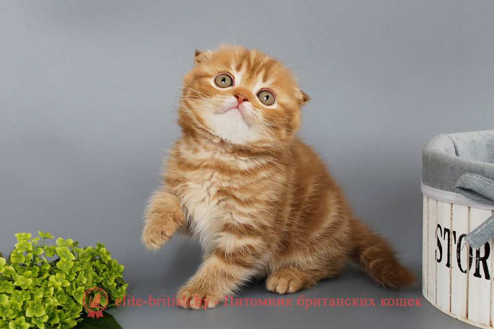 Шотландские вислоухие котята циннамон мраморного окраса, мальчик Persey (Персей), помет от 10.06.2025 вислоухий циннамон кот мраморный, мраморный циннамон вислоухий шотландский, мраморный окрас шотландских котят циннамон, вислоухий шотландский кот циннамон мраморного окраса, мраморный окрас шотландской кошки, вислоухий циннамон шотландский мраморного окраса, котята шотландцы мраморный окрас, мраморный окрас скоттиш фолд котят, вислоухий мраморный фолд