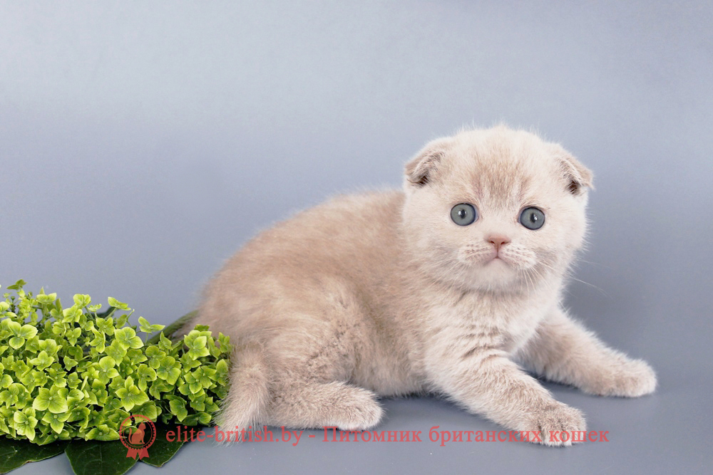 Шотландские вислоухие котята фавн окраса, девочка Qu`Appelle (Кьюпель), помет от 14.06.2025 вислоухая шотландская кошка фавн, британский кот фавн, британцы фавн, окрас фавн британских кошек, британская кошка фавн, британский кот фавн, британцы фавн, окрас фавн британских кошек, ЦИННАМОН британский короткошерстный котенок цвета корицы, британские котята цвета корицы, британский короткошерстный котенок цвета корицы