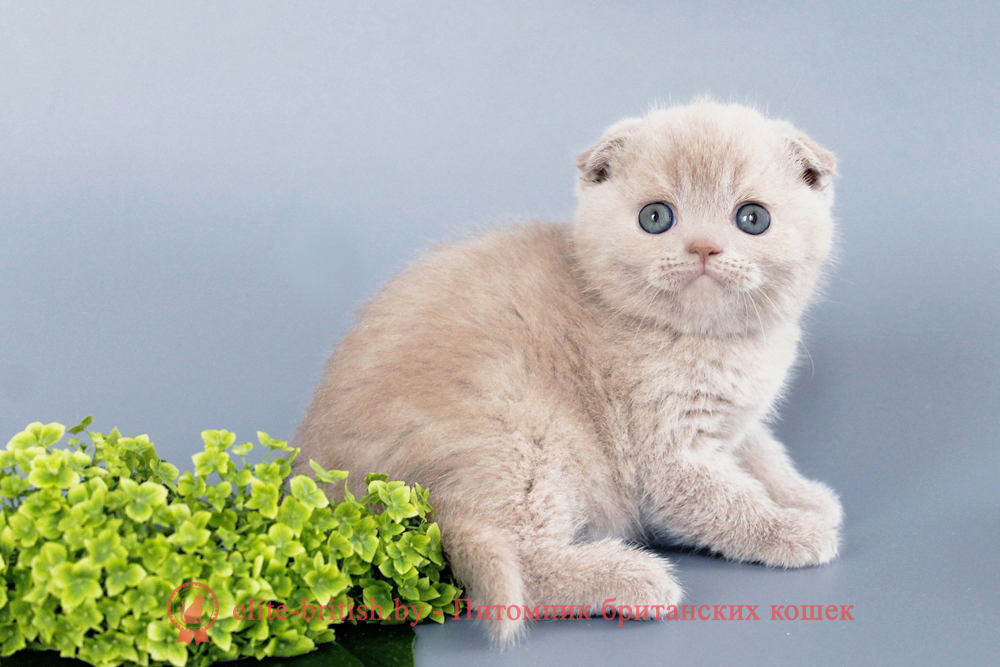 Шотландские вислоухие котята фавн окраса, девочка Qu`Appelle (Кьюпель), помет от 14.06.2025 вислоухая шотландская кошка фавн, британский кот фавн, британцы фавн, окрас фавн британских кошек, британская кошка фавн, британский кот фавн, британцы фавн, окрас фавн британских кошек, ЦИННАМОН британский короткошерстный котенок цвета корицы, британские котята цвета корицы, британский короткошерстный котенок цвета корицы