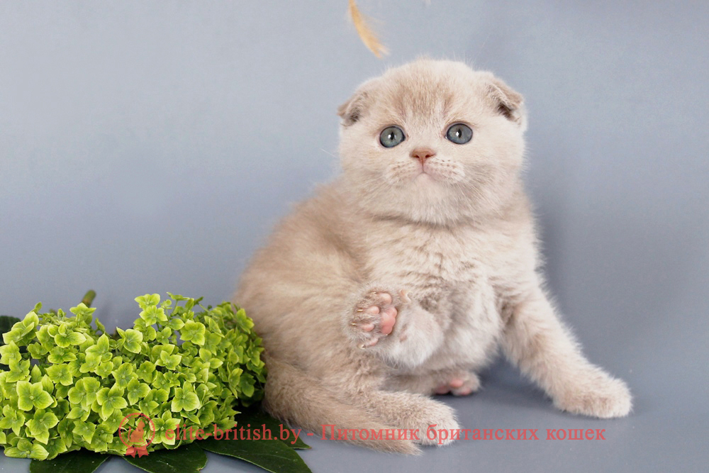 Шотландские вислоухие котята фавн окраса, девочка Qu`Appelle (Кьюпель), помет от 14.06.2025 вислоухая шотландская кошка фавн, британский кот фавн, британцы фавн, окрас фавн британских кошек, британская кошка фавн, британский кот фавн, британцы фавн, окрас фавн британских кошек, ЦИННАМОН британский короткошерстный котенок цвета корицы, британские котята цвета корицы, британский короткошерстный котенок цвета корицы