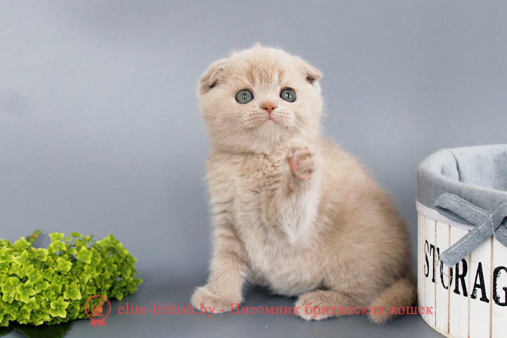 Шотландские вислоухие котята фавн окраса, девочка Qu`Appelle (Кьюпель), помет от 14.06.2025 вислоухая шотландская кошка фавн, британский кот фавн, британцы фавн, окрас фавн британских кошек, британская кошка фавн, британский кот фавн, британцы фавн, окрас фавн британских кошек, ЦИННАМОН британский короткошерстный котенок цвета корицы, британские котята цвета корицы, британский короткошерстный котенок цвета корицы