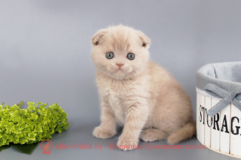 Шотландские вислоухие котята фавн окраса, девочка Qu`Appelle (Кьюпель), помет от 14.06.2025 вислоухая шотландская кошка фавн, британский кот фавн, британцы фавн, окрас фавн британских кошек, британская кошка фавн, британский кот фавн, британцы фавн, окрас фавн британских кошек, ЦИННАМОН британский короткошерстный котенок цвета корицы, британские котята цвета корицы, британский короткошерстный котенок цвета корицы