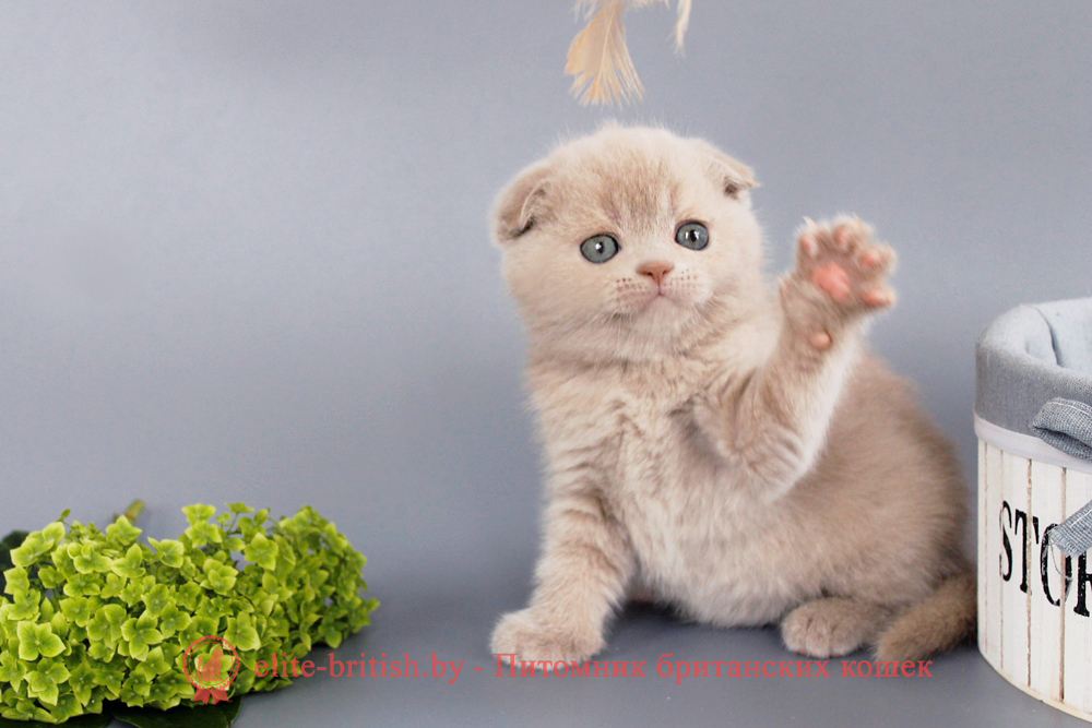 Шотландские вислоухие котята фавн окраса, девочка Qu`Appelle (Кьюпель), помет от 14.06.2025 вислоухая шотландская кошка фавн, британский кот фавн, британцы фавн, окрас фавн британских кошек, британская кошка фавн, британский кот фавн, британцы фавн, окрас фавн британских кошек, ЦИННАМОН британский короткошерстный котенок цвета корицы, британские котята цвета корицы, британский короткошерстный котенок цвета корицы