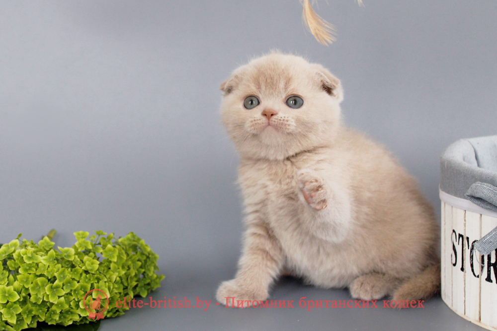 Шотландские вислоухие котята фавн окраса, девочка Qu`Appelle (Кьюпель), помет от 14.06.2025 вислоухая шотландская кошка фавн, британский кот фавн, британцы фавн, окрас фавн британских кошек, британская кошка фавн, британский кот фавн, британцы фавн, окрас фавн британских кошек, ЦИННАМОН британский короткошерстный котенок цвета корицы, британские котята цвета корицы, британский короткошерстный котенок цвета корицы