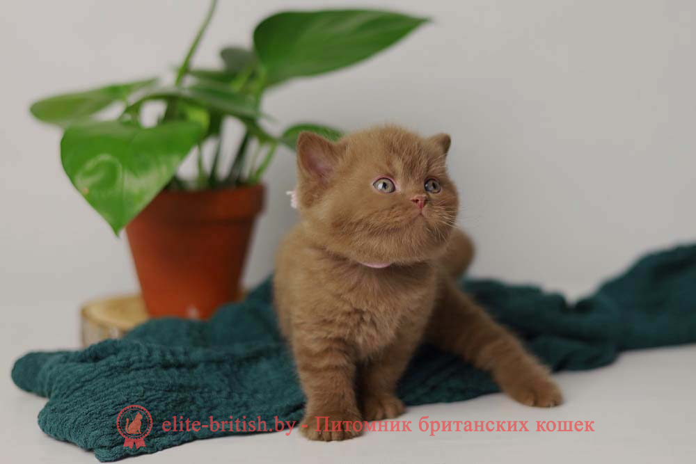 Британский котенок циннамон окраса, девочка Venera (Венера), помет от 28.05.2025 циннамон британская кошка, кот британский циннамон , британский котенок циннамон , британская кошка фавн, британский кот фавн, британцы фавн, окрас фавн британских кошек, британская кошка фавн, британский кот фавн, британцы фавн, окрас фавн британских кошек, ЦИННАМОН британский короткошерстный котенок цвета корицы, британские котята цвета корицы, британский короткошерстный котенок цвета корицы