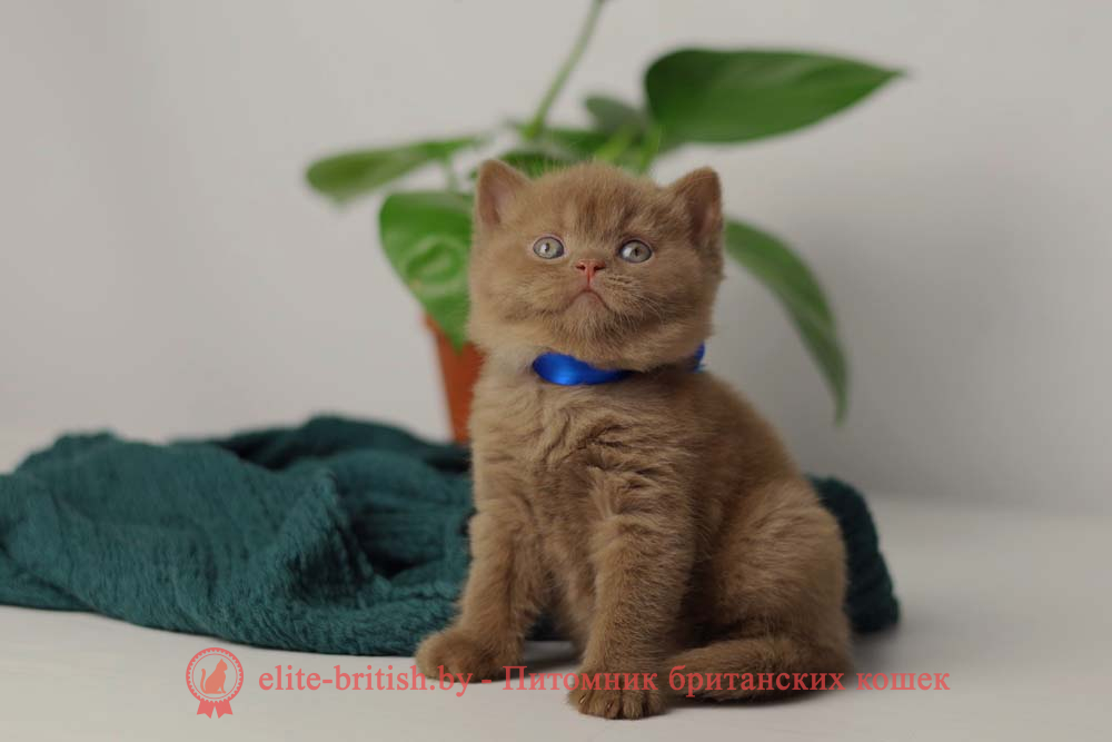 Британский котенок циннамон окраса, мальчик Valentin (Валентин), помет от 28.05.2025 циннамон британская кошка, кот британский циннамон , британский котенок циннамон , британская кошка фавн, британский кот фавн, британцы фавн, окрас фавн британских кошек, британская кошка фавн, британский кот фавн, британцы фавн, окрас фавн британских кошек, ЦИННАМОН британский короткошерстный котенок цвета корицы, британские котята цвета корицы, британский короткошерстный котенок цвета корицы