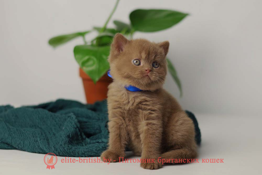Британский котенок циннамон окраса, мальчик Valentin (Валентин), помет от 28.05.2025 циннамон британская кошка, кот британский циннамон , британский котенок циннамон , британская кошка фавн, британский кот фавн, британцы фавн, окрас фавн британских кошек, британская кошка фавн, британский кот фавн, британцы фавн, окрас фавн британских кошек, ЦИННАМОН британский короткошерстный котенок цвета корицы, британские котята цвета корицы, британский короткошерстный котенок цвета корицы