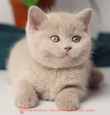 купить британского котенка, купить британца, циннамон британская кошка, кот британский циннамон , британский котенок циннамон , британская кошка фавн, британский кот фавн, британцы фавн, окрас фавн британских кошек, британская кошка фавн, британский кот фавн, британцы фавн, окрас фавн британских кошек, ЦИННАМОН британский короткошерстный котенок цвета корицы, британские котята цвета корицы, британский короткошерстный котенок цвета корицы