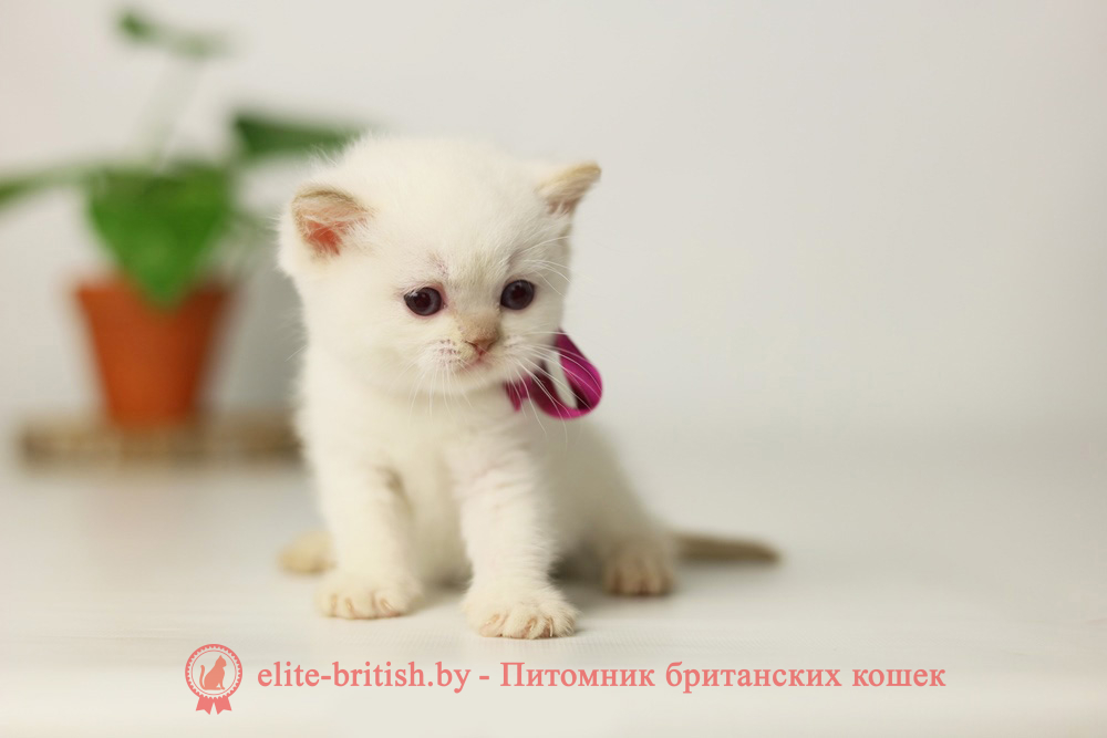 Британский котенок циннамон пойнт окраса, девочка X-Lady (Леди), помет от 11.06.2025 британская кошка колор пойнт, британские коты колор циннамон пойнт, британский кот колор пойнт с голубыми глазами, кот колор пойнт циннамон британский фото, британская кошка колор пойнт фото, купить котенка британца окрас колор пойнт, британский котенок колор циннамон пойнт, британская кошка окраса поинт, британская короткошерстная колор пойнт, колор циннамон поинт окрас у кошек британской, британские котята колор пойнт продажа севастополь, британские котята поинт, британский кот циннамон поинт колор, британская кошка поинт, британская кошка поинт колор, кот британец колор пойнт, британская кошка окраса колор пойнт, котята британские окраса колор пойнт, британская кошка окрас пойнт, британская кошка пойнт, британские котята пойнт, британский кот поинт