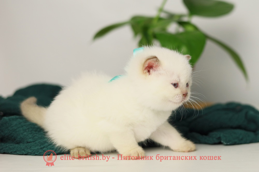 Британский котенок циннамон пойнт окраса, мальчик X-Teddy (Тедди), помет от 11.06.2025 британская кошка колор пойнт, британские коты колор циннамон пойнт, британский кот колор пойнт с голубыми глазами, кот колор пойнт циннамон британский фото, британская кошка колор пойнт фото, купить котенка британца окрас колор пойнт, британский котенок колор циннамон пойнт, британская кошка окраса поинт, британская короткошерстная колор пойнт, колор циннамон поинт окрас у кошек британской, британские котята колор пойнт продажа севастополь, британские котята поинт, британский кот циннамон поинт колор, британская кошка поинт, британская кошка поинт колор, кот британец колор пойнт, британская кошка окраса колор пойнт, котята британские окраса колор пойнт, британская кошка окрас пойнт, британская кошка пойнт, британские котята пойнт, британский кот поинт