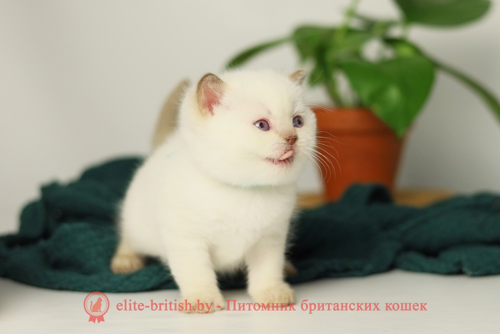 Британский котенок циннамон пойнт окраса, мальчик X-Teddy (Тедди), помет от 11.06.2025 британская кошка колор пойнт, британские коты колор циннамон пойнт, британский кот колор пойнт с голубыми глазами, кот колор пойнт циннамон британский фото, британская кошка колор пойнт фото, купить котенка британца окрас колор пойнт, британский котенок колор циннамон пойнт, британская кошка окраса поинт, британская короткошерстная колор пойнт, колор циннамон поинт окрас у кошек британской, британские котята колор пойнт продажа севастополь, британские котята поинт, британский кот циннамон поинт колор, британская кошка поинт, британская кошка поинт колор, кот британец колор пойнт, британская кошка окраса колор пойнт, котята британские окраса колор пойнт, британская кошка окрас пойнт, британская кошка пойнт, британские котята пойнт, британский кот поинт