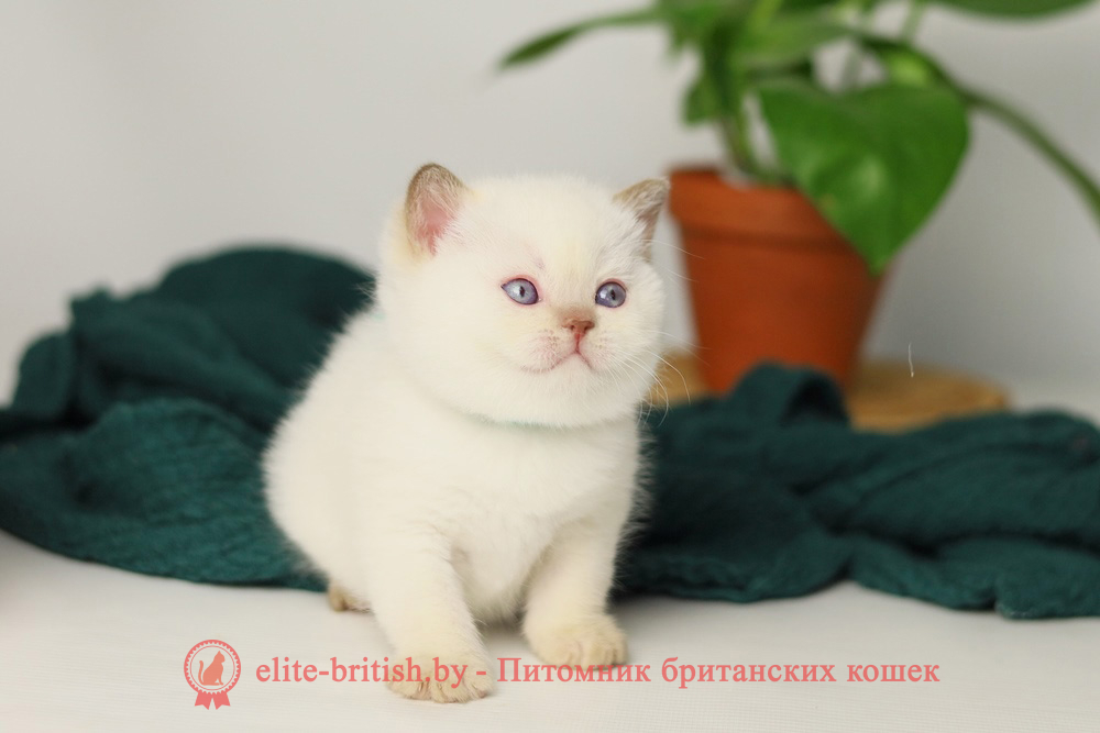 Британский котенок циннамон пойнт окраса, мальчик X-Teddy (Тедди), помет от 11.06.2025 британская кошка колор пойнт, британские коты колор циннамон пойнт, британский кот колор пойнт с голубыми глазами, кот колор пойнт циннамон британский фото, британская кошка колор пойнт фото, купить котенка британца окрас колор пойнт, британский котенок колор циннамон пойнт, британская кошка окраса поинт, британская короткошерстная колор пойнт, колор циннамон поинт окрас у кошек британской, британские котята колор пойнт продажа севастополь, британские котята поинт, британский кот циннамон поинт колор, британская кошка поинт, британская кошка поинт колор, кот британец колор пойнт, британская кошка окраса колор пойнт, котята британские окраса колор пойнт, британская кошка окрас пойнт, британская кошка пойнт, британские котята пойнт, британский кот поинт