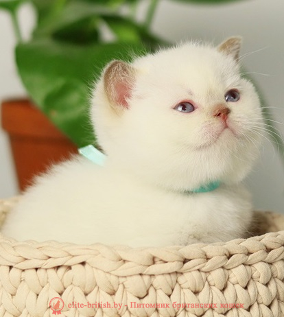 купить британского котенка, купить британца, циннамон британская кошка, кот британский циннамон , британский котенок циннамон , шоколадный ван британец, циннамон британец, британские котята циннамон фото, британцы циннамон фото, циннамон британская кошка, кот британский циннамон, британский котенок , циннамон британец, британец, британские котята фото, британцы фото