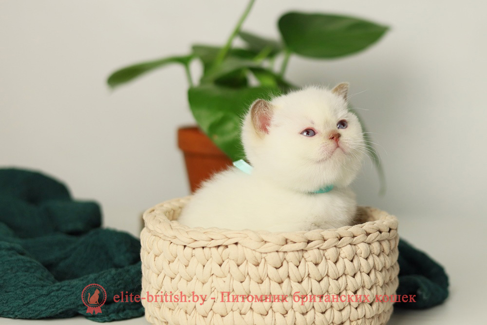 Британский котенок циннамон пойнт окраса, мальчик X-Teddy (Тедди), помет от 11.06.2025 британская кошка колор пойнт, британские коты колор циннамон пойнт, британский кот колор пойнт с голубыми глазами, кот колор пойнт циннамон британский фото, британская кошка колор пойнт фото, купить котенка британца окрас колор пойнт, британский котенок колор циннамон пойнт, британская кошка окраса поинт, британская короткошерстная колор пойнт, колор циннамон поинт окрас у кошек британской, британские котята колор пойнт продажа севастополь, британские котята поинт, британский кот циннамон поинт колор, британская кошка поинт, британская кошка поинт колор, кот британец колор пойнт, британская кошка окраса колор пойнт, котята британские окраса колор пойнт, британская кошка окрас пойнт, британская кошка пойнт, британские котята пойнт, британский кот поинт