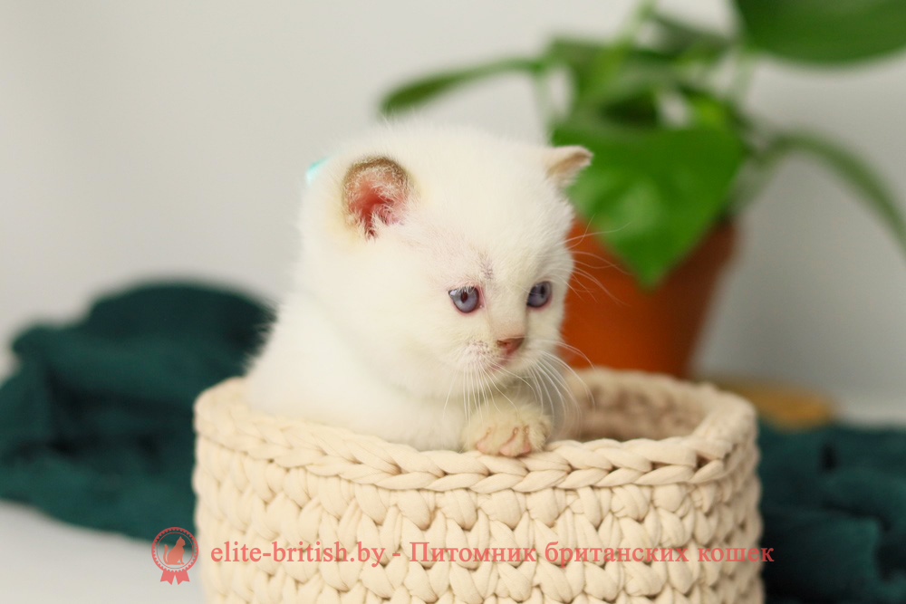 Британский котенок циннамон пойнт окраса, мальчик X-Teddy (Тедди), помет от 11.06.2025 британская кошка колор пойнт, британские коты колор циннамон пойнт, британский кот колор пойнт с голубыми глазами, кот колор пойнт циннамон британский фото, британская кошка колор пойнт фото, купить котенка британца окрас колор пойнт, британский котенок колор циннамон пойнт, британская кошка окраса поинт, британская короткошерстная колор пойнт, колор циннамон поинт окрас у кошек британской, британские котята колор пойнт продажа севастополь, британские котята поинт, британский кот циннамон поинт колор, британская кошка поинт, британская кошка поинт колор, кот британец колор пойнт, британская кошка окраса колор пойнт, котята британские окраса колор пойнт, британская кошка окрас пойнт, британская кошка пойнт, британские котята пойнт, британский кот поинт