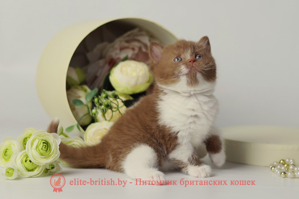 Британский котенок циннамон биколор окраса, девочка Udacha (Удача) , помет от 24.04.2025 циннамон биколор британская кошка, кот британский циннамон биколор, британский котенок циннамон биколор , шоколадный ван британец, циннамон биколор британец, британские котята циннамон фото, британцы циннамон фото, циннамон британская кошка, кот британский циннамон арелекин