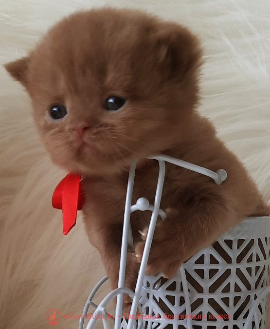 купить британского котенка, купить британца, циннамон британская кошка, кот британский циннамон , британский котенок циннамон , британская кошка фавн, британский кот фавн, британцы фавн, окрас фавн британских кошек, британская кошка фавн, британский кот фавн, британцы фавн, окрас фавн британских кошек, ЦИННАМОН британский короткошерстный котенок цвета корицы, британские котята цвета корицы, британский короткошерстный котенок цвета корицы