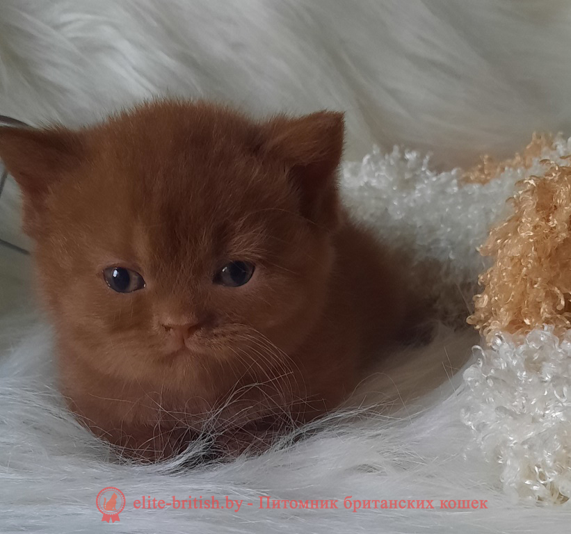 купить британского котенка, купить британца, циннамон британская кошка, кот британский циннамон , британский котенок циннамон , британская кошка фавн, британский кот фавн, британцы фавн, окрас фавн британских кошек, британская кошка фавн, британский кот фавн, британцы фавн, окрас фавн британских кошек, ЦИННАМОН британский короткошерстный котенок цвета корицы, британские котята цвета корицы, британский короткошерстный котенок цвета корицы