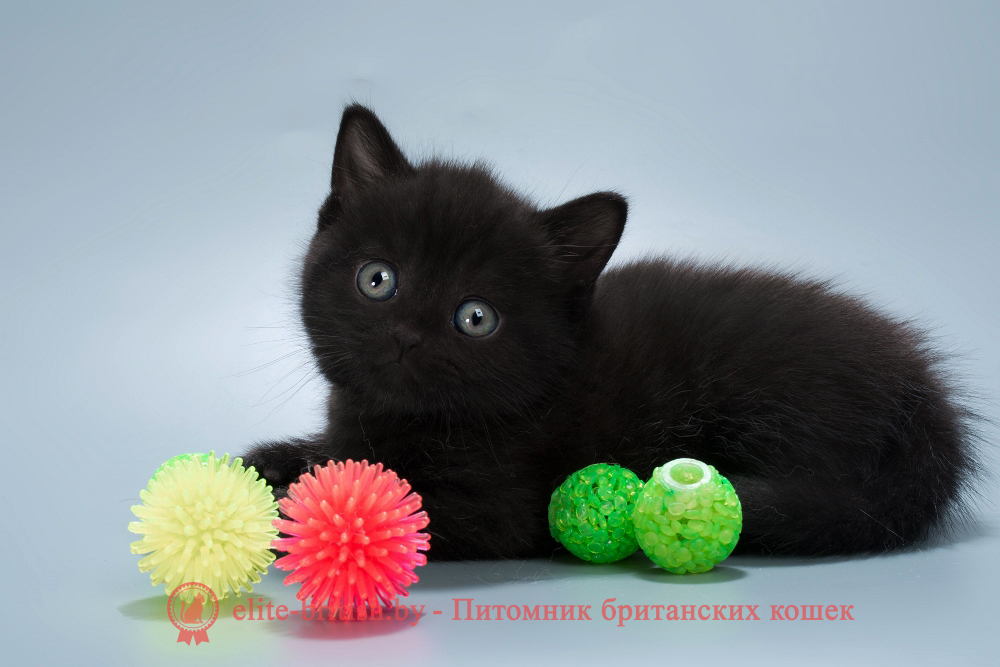 Британские котята черного окраса, мальчик, помет от 04.07.2025 британец черный фото, черные британцы фото, черный британский кот фото, черные британские коты фото, черная британская кошка, черная британская кошка фото, черный британский кот, черные британские коты, британский черный котенок, черные британские котята, кот британец черный фото, черные коты британцы фото, черный британец, британцы черные, британские котята черного окраса, черный британец котенок, котята британцы черные, фото черного британского котенка, черные британские котята фото, британцы коты черные, черный британец кот, британец черный мрамор на серебре, британские коты черного окраса фото, британец черного цвета, черная кошка британец, кот британец черно белый, британец черного цвета, британские кошки окрас черный, британцы черный окрас, британские кошки черный мрамор, британский кот черный мрамор, британский котенок черный мрамор, черный мраморный британец, черный мрамор британцы, котята британцы черные фото, черный британец котенок фото, британцы черного окраса фото, кошки британцы черные фото, британские кошки черного окраса фото, фото британских котят черного окраса, британская кошка черного окраса, британская черный окрас, британские котята черного окраса, британские котята черного окраса фото, британские кошки черного окраса фото, британский кот черного окраса фото, британцы черного окраса, британцы черного окраса фото