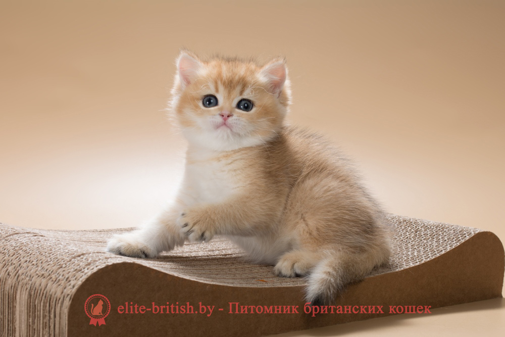 RenataБританский котенок окраса золотая шиншилла, девочка Renata (Рената), Romina (Ромина), помет от 18.06.2025